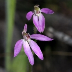 Caladenia carnea (Pink Fingers) at Hawker, ACT - 24 Sep 2020 by AlisonMilton