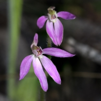 Caladenia carnea (Pink Fingers) at Hawker, ACT - 23 Sep 2020 by AlisonMilton