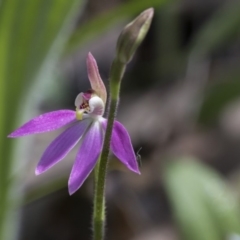 Caladenia carnea at Hawker, ACT - 24 Sep 2020