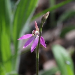 Caladenia carnea at Hawker, ACT - 24 Sep 2020