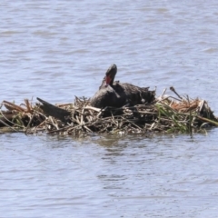 Cygnus atratus (Black Swan) at Fyshwick, ACT - 22 Sep 2020 by AlisonMilton