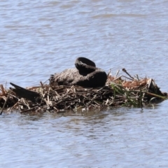 Cygnus atratus at Fyshwick, ACT - 22 Sep 2020 10:32 AM