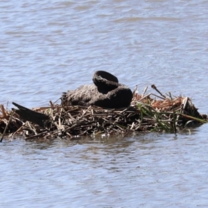 Cygnus atratus at Fyshwick, ACT - 22 Sep 2020 10:32 AM