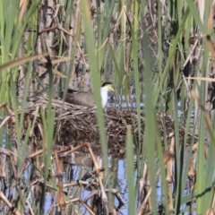 Vanellus miles (Masked Lapwing) at Jerrabomberra Wetlands - 21 Sep 2020 by AlisonMilton