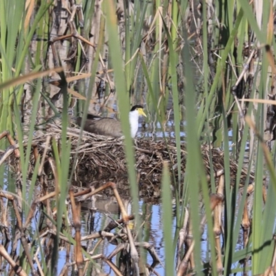 Vanellus miles (Masked Lapwing) at Fyshwick, ACT - 22 Sep 2020 by AlisonMilton