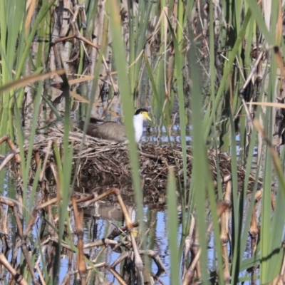 Vanellus miles (Masked Lapwing) at Fyshwick, ACT - 21 Sep 2020 by AlisonMilton