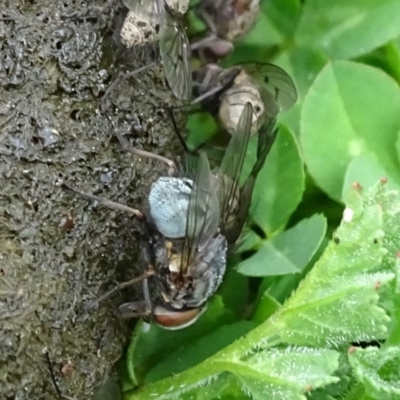 Helina sp. (genus) (Muscid fly) at Mount Mugga Mugga - 12 Sep 2020 by Mike