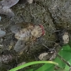 Helina sp. (genus) (Muscid fly) at Mount Mugga Mugga - 12 Sep 2020 by Mike