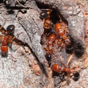 Podomyrma gratiosa at Downer, ACT - 22 Sep 2020