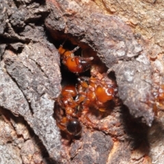 Podomyrma gratiosa at Downer, ACT - 22 Sep 2020