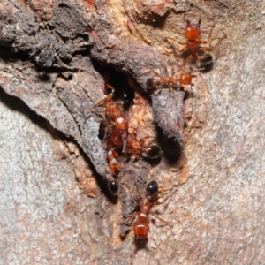 Podomyrma gratiosa at Downer, ACT - 22 Sep 2020