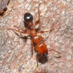 Podomyrma gratiosa at Downer, ACT - 22 Sep 2020