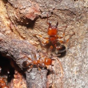 Podomyrma gratiosa at Downer, ACT - 22 Sep 2020