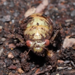 Psaltoda moerens (Redeye cicada) at ANBG - 18 Sep 2020 by TimL