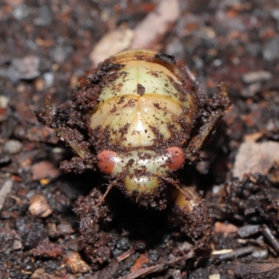 Psaltoda moerens (Redeye cicada) at Acton, ACT - 18 Sep 2020 by TimL