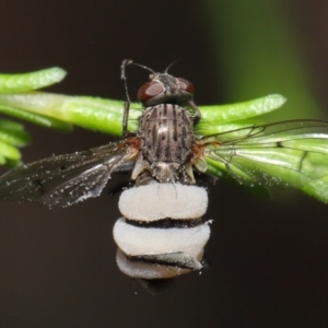 Entomophthora sp. (genus) at Downer, ACT - 22 Sep 2020