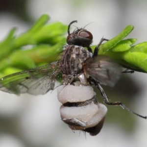 Entomophthora sp. (genus) at Downer, ACT - 22 Sep 2020