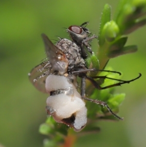 Entomophthora sp. (genus) at Downer, ACT - 22 Sep 2020