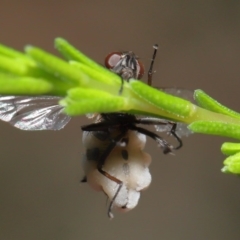 Entomophthora sp. (genus) at Downer, ACT - 22 Sep 2020