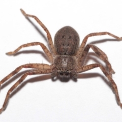 Isopeda (genus) (Huntsman Spider) at Evatt, ACT - 16 Sep 2020 by TimL