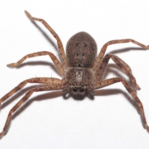 Isopeda sp. (genus) at Evatt, ACT - 16 Sep 2020