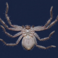 Isopeda sp. (genus) at Evatt, ACT - 16 Sep 2020