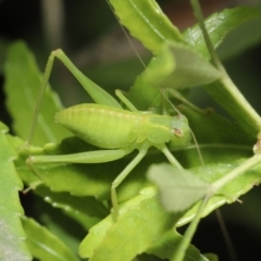 Caedicia simplex at Acton, ACT - 22 Sep 2020 12:53 PM