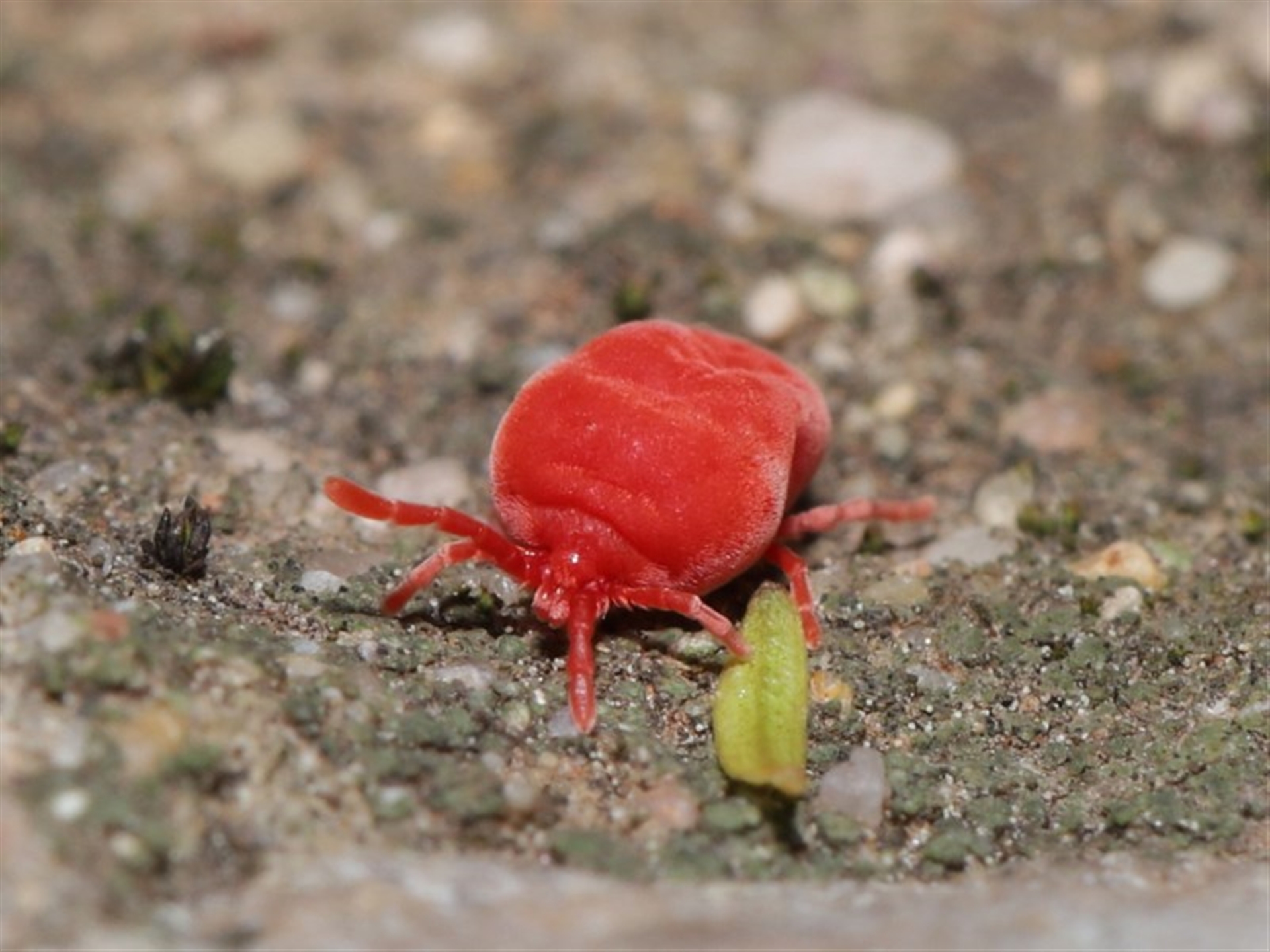 Trombidiidae sp. (family) at Downer, ACT - Canberra Nature Map