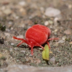 Trombidiidae sp. (family) (Red velvet mite) at Downer, ACT - 22 Sep 2020 by TimL