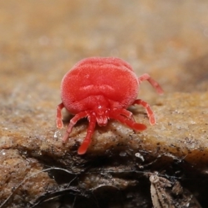 Trombidiidae (family) at Downer, ACT - 22 Sep 2020