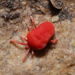 Trombidiidae (family) at Downer, ACT - 22 Sep 2020