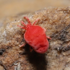 Trombidiidae (family) at Downer, ACT - 22 Sep 2020