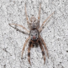 Arasia mollicoma (Flat-white Jumping Spider) at ANBG - 11 Sep 2020 by Tim L