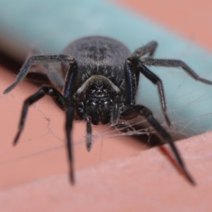 Badumna insignis at Evatt, ACT - 15 Sep 2020