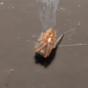 Araneidae (family) at Acton, ACT - 22 Sep 2020