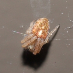 Araneidae (family) at Acton, ACT - 22 Sep 2020