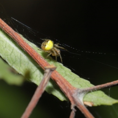 Araneus sp. (genus) (Orb weaver) at ANBG - 22 Sep 2020 by TimL