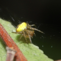 Araneus sp. (genus) at Acton, ACT - 22 Sep 2020