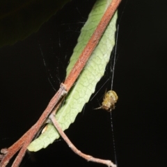 Araneus sp. (genus) at Acton, ACT - 22 Sep 2020