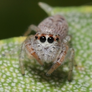 Opisthoncus sp. (genus) at Acton, ACT - 22 Sep 2020