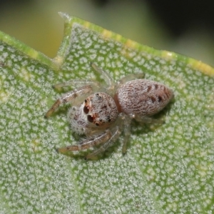 Opisthoncus sp. (genus) at Acton, ACT - 22 Sep 2020