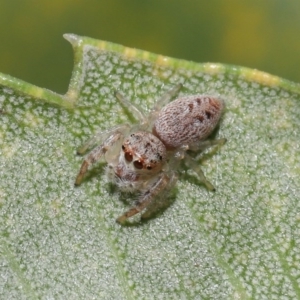 Opisthoncus sp. (genus) at Acton, ACT - 22 Sep 2020