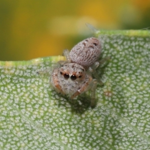 Opisthoncus sp. (genus) at Acton, ACT - 22 Sep 2020