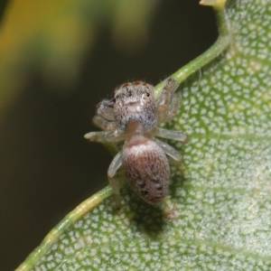 Opisthoncus sp. (genus) at Acton, ACT - 22 Sep 2020
