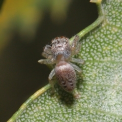 Opisthoncus sp. (genus) at Acton, ACT - 22 Sep 2020