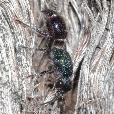 Aglaotilla sp. (genus) (Australian Velvet Ant) at ANBG - 11 Sep 2020 by TimL