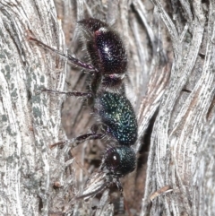 Aglaotilla sp. (genus) (Australian Velvet Ant) at Downer, ACT - 11 Sep 2020 by TimL