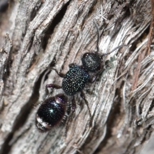 Aglaotilla sp. (genus) at ANBG - 11 Sep 2020