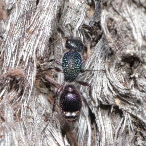 Aglaotilla sp. (genus) at ANBG - 11 Sep 2020