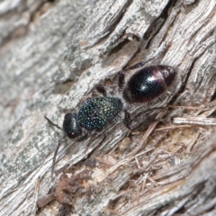 Aglaotilla sp. (genus) at ANBG - 11 Sep 2020